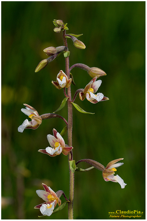 epipactis palustris, fiori di montagna, fiori alpini in Alta Val d'Aveto